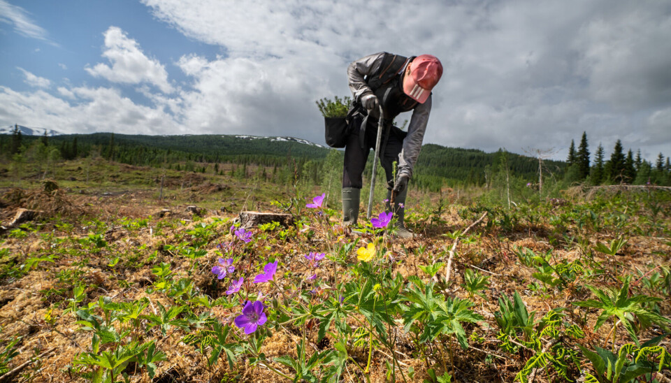 PLANTER: Statskog plantet om lag to millioner skogplanter i 2024.