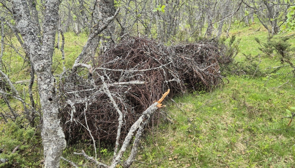 Store kveiler av piggtråd ligger på bakken mellom trær i skogen.
