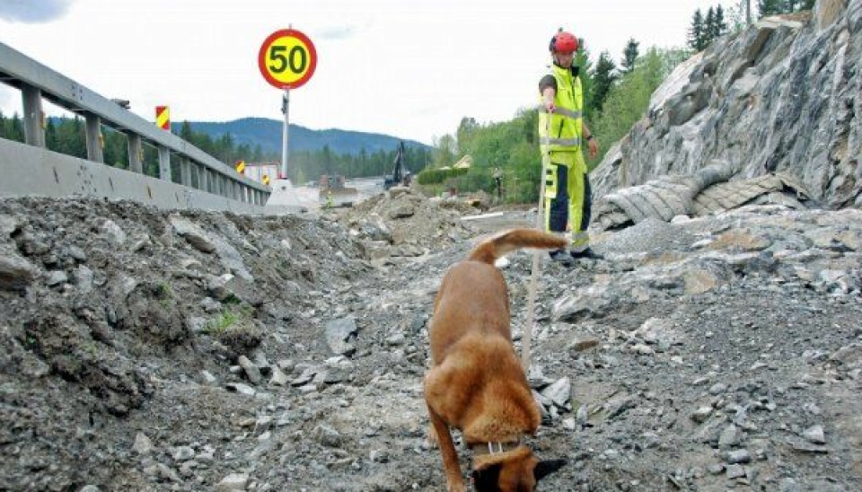 Den belgiske fårehunden, Asti, og hundefører Andreas Nilsen, arbeidet seg raskt og effektivt gjennom området som skulle undersøkes ved E16 i Valdres.