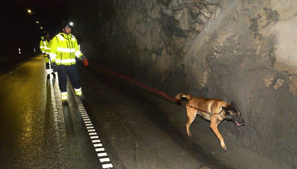 Sprengstoffhund fra FFI i aksjon i Røyrdalstunnelen. Sprengstoffhund fra FFI i aksjon i Røyrdalstunnelen.