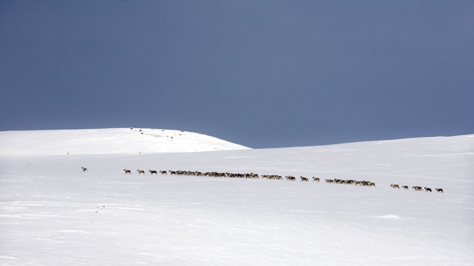 Villreien på Hardangervidda er Europas siste. Her fotografert ved Fagerheim etter at de hadde krysset riksveien for noen år siden.