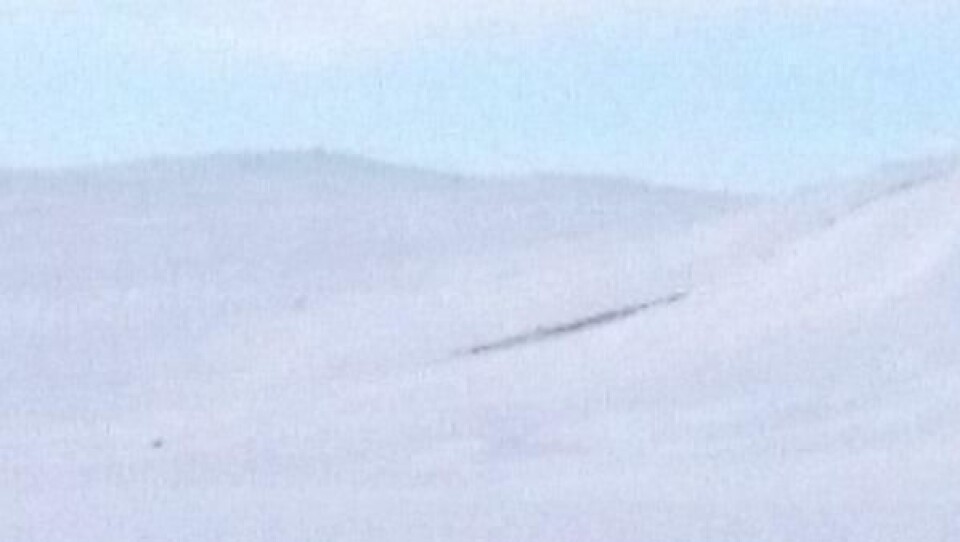 Tidligere bilde av flokken som holder veien stengt over Hardangervidda.