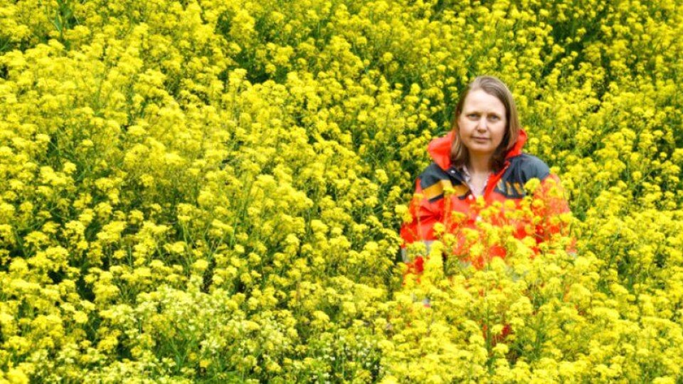 Gult er ikke kult: Biolog Astrid Skrindo i Statens vegvesen omgitt av den skadelige arten russekål. Den «tar rotta» på det meste rundt seg og må klippes tidlig for å hindre at den spres.
