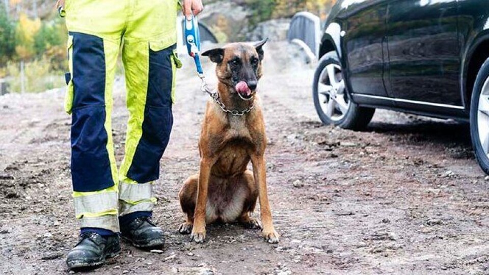 Azti (11) kommer fra en stolt familie med minehunder, men er spesialtrent til å lukte seg frem til gammel sprengstoff på anleggsplasser.Fra nyttår skal ikke Azti og de andre hundene i Forsvaret ikke lenger gjøre dette. Azti (11) kommer fra en stolt familie med minehunder, men er spesialtrent til å lukte seg frem til gammel sprengstoff på anleggsplasser.Fra nyttår skal ikke Azti og de andre hundene i Forsvaret ikke lenger gjøre dette.