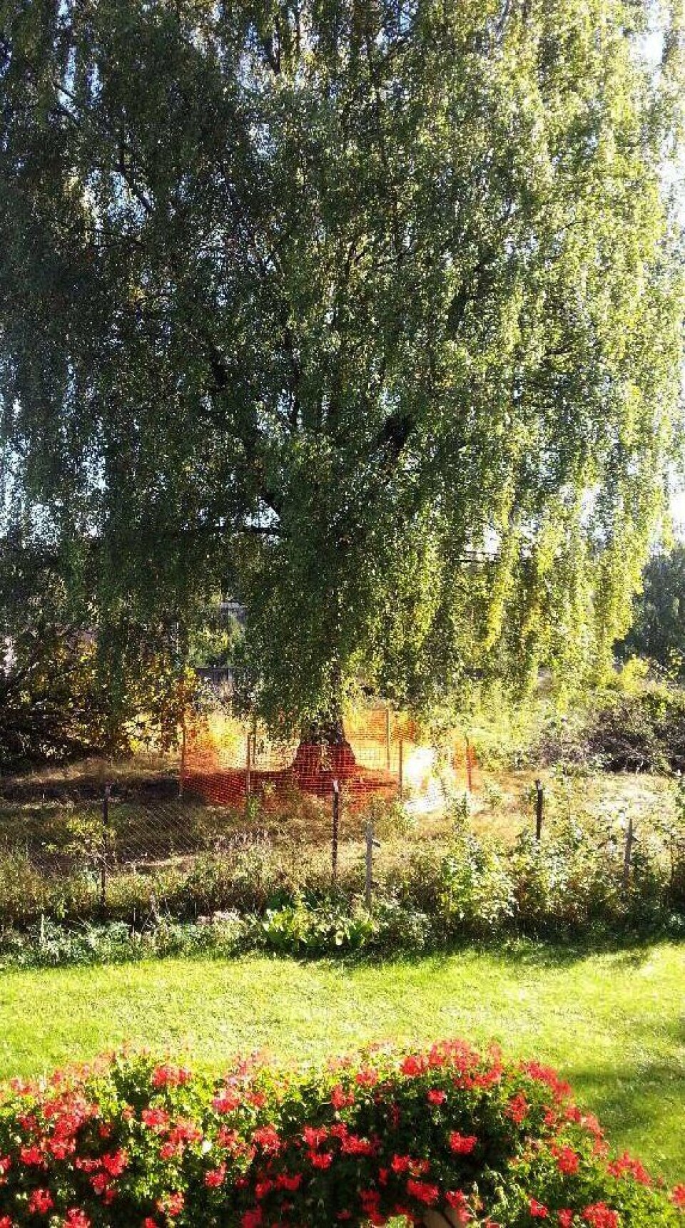 Slik ser det gamle treet ut i sommerdrakt.