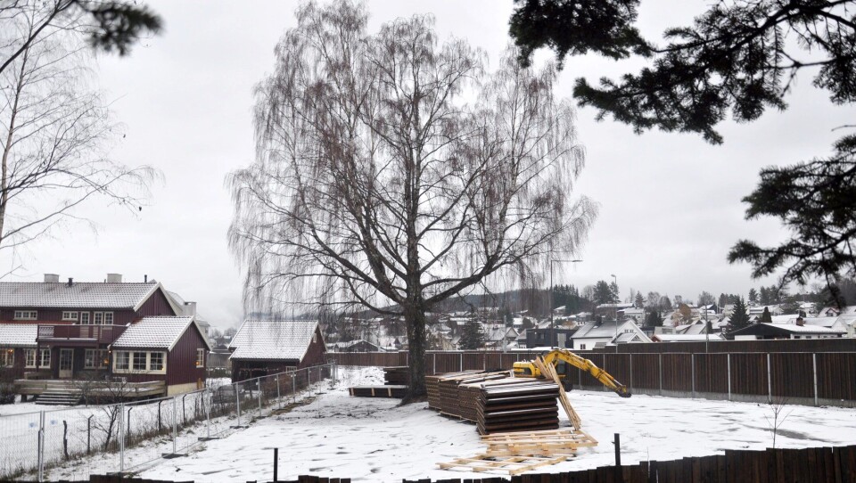 Hus og frukttrær måtte vike, men bjørka fikk stå da ny vei ble bygget.