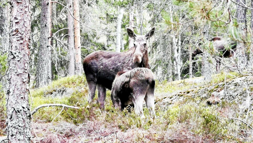 8800 hjortedyr ble påkjørt av bil eller tog i jaktåret 2018/2019.1500 av disse var elger.