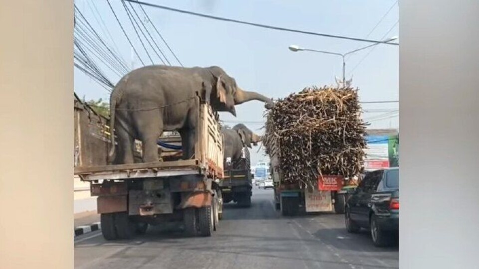 Elefanter sukkerror Thailand