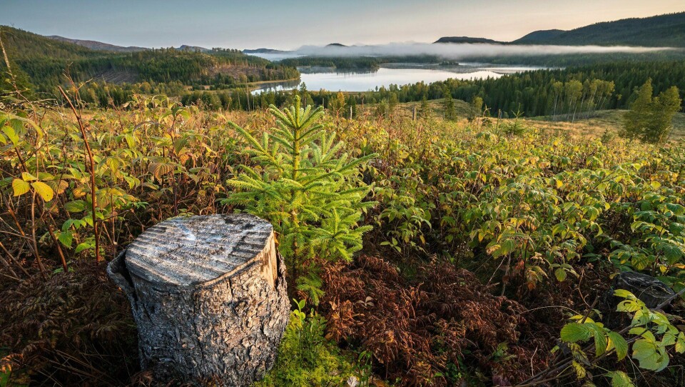 Regelendring og ekstra tilskudd skal gi skogplanting også våren 2020.