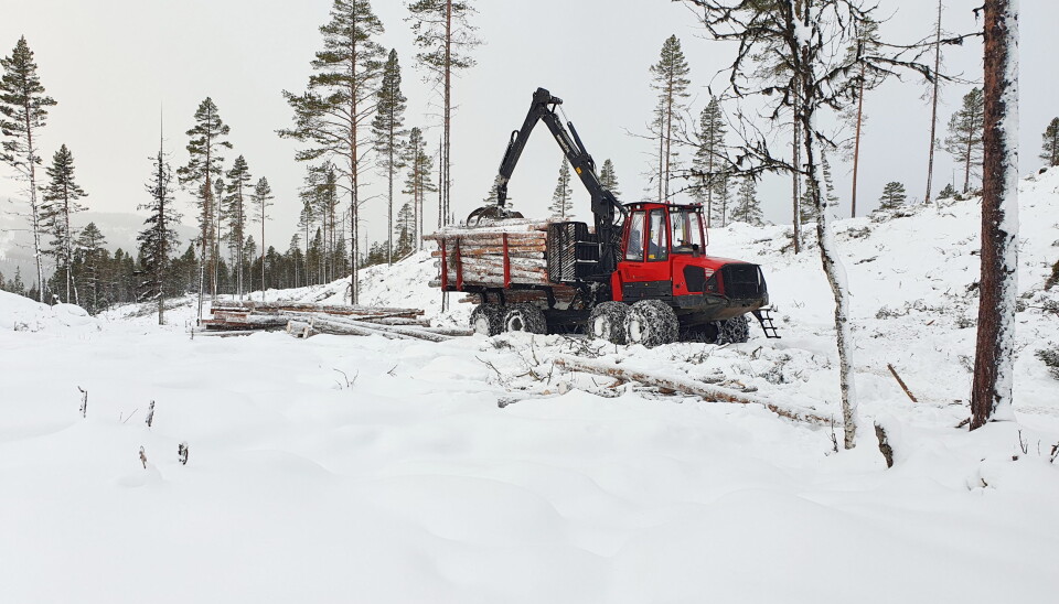 FURU: Nok et furulass skal ut av skogen.