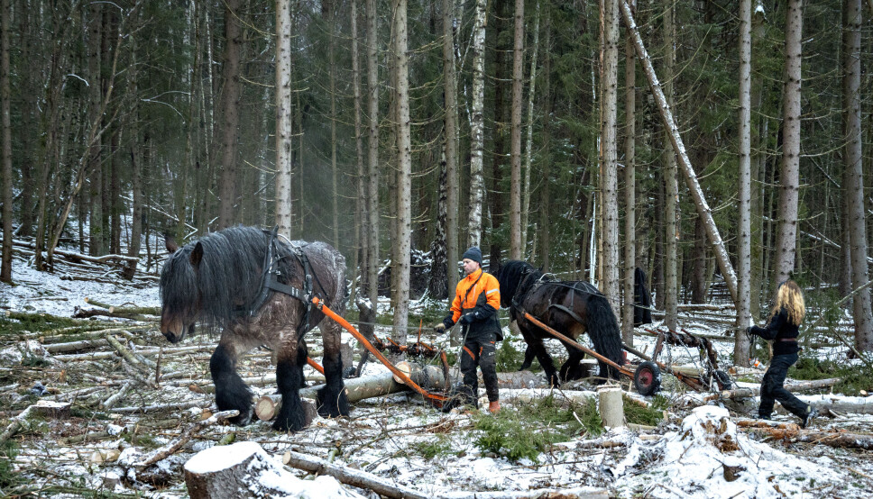 GAMMELMÅTEN: Tor Anders Syversen er en av ytterst få som fortsatt bruker hest til å kjøre ut tømmer i ny og ne. Det vekker oppsikt der de jobber.