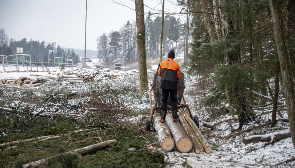 SKÅNSOMT: Det blir ikke store merker og spor i skogen når hesten har dratt ut tømmeret. Foto: Espen Braata