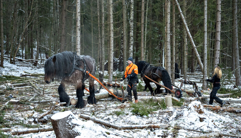 LÆRE: Kaja Vemren Refling har alltid drevet med hest, og har nå vært med Tor Anders Syversen for å lære tømmerkjøring.