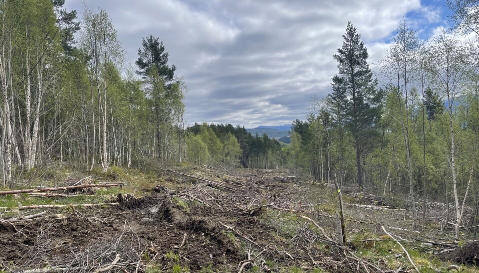 Skogrydding for landbruksveien som skal gå parallelt med ny E39, nord for nyveien.