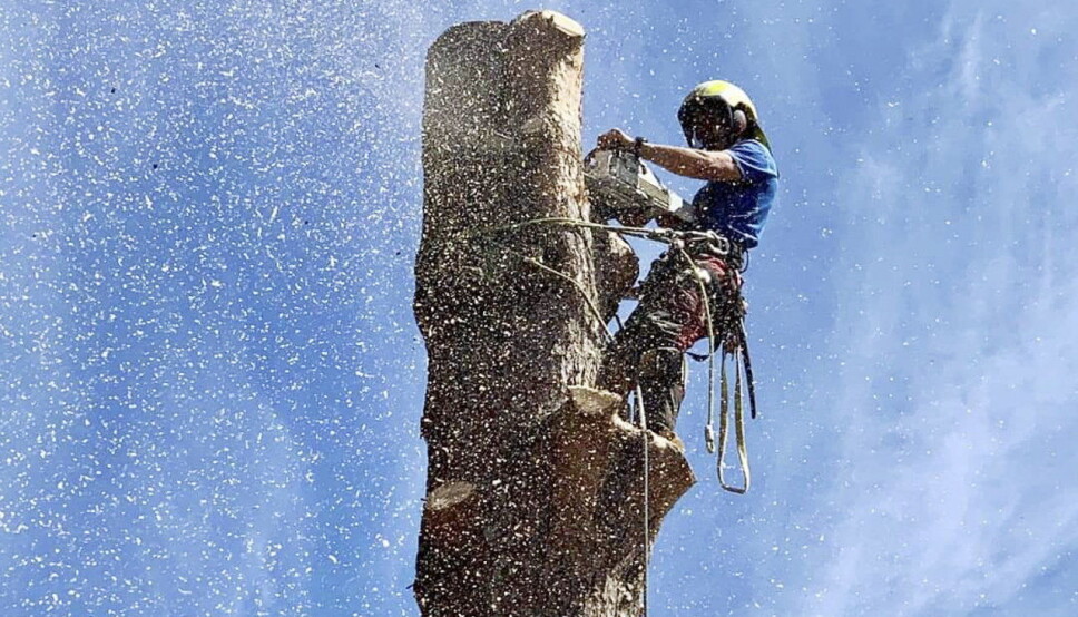 23 METER: Hus og ledninger «sto i veien», og Henrik Kjeldsen toppfeller ei furu på 23 meter.