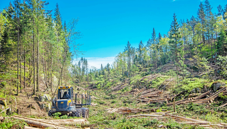 KREVENDE: Det legges opp til at skog- og arealbrukssektoren skal få betydelig økt opptak på noen få år, noe som er svært krevende å få til i og med at skogen vokser sakte, påpeker rådgiver på skog og klima i Norges Skogeierforbund, Ida Aarø.