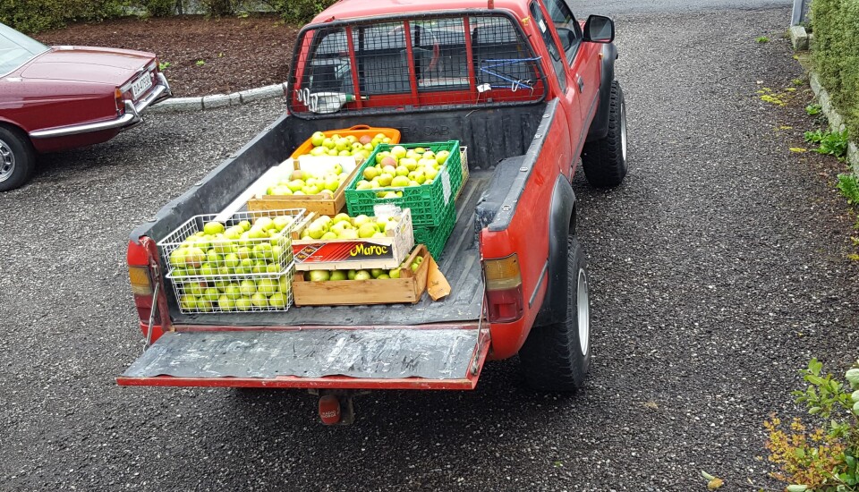 FRUKTHØST: Har du pickup kan du selvsagt bruke den når det er innhøsting av epler. Foto: Privat.
