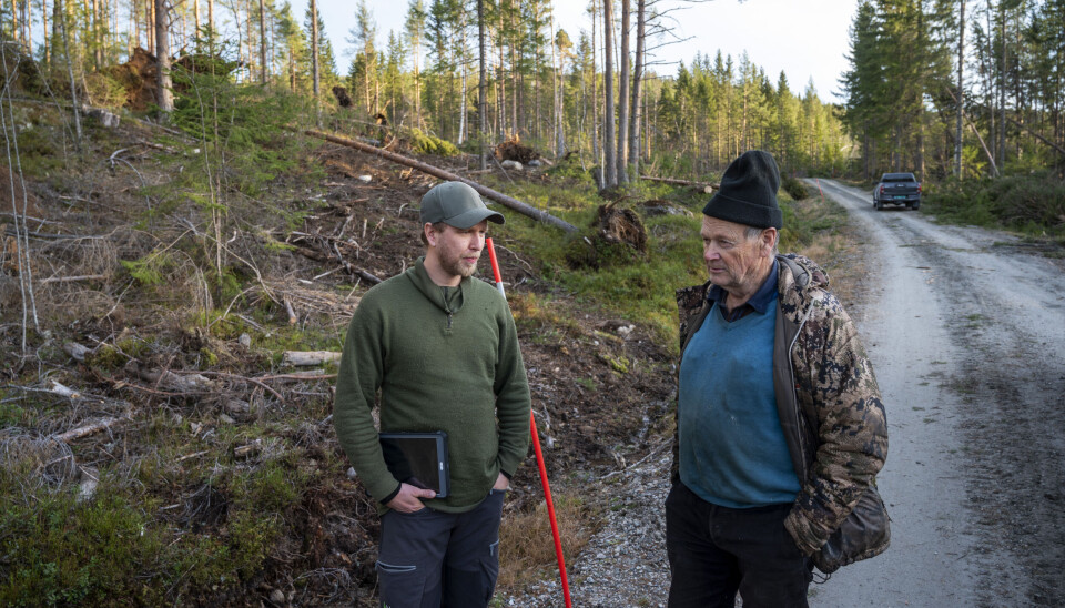 ILLE: Skogbruksleder Tage Lundberg Aas (t.v.) i Viken Skog hadde travle dager etter stormen, og han Amund Kittelsviken må bare slå fast at skadene i Flå også er enorme.