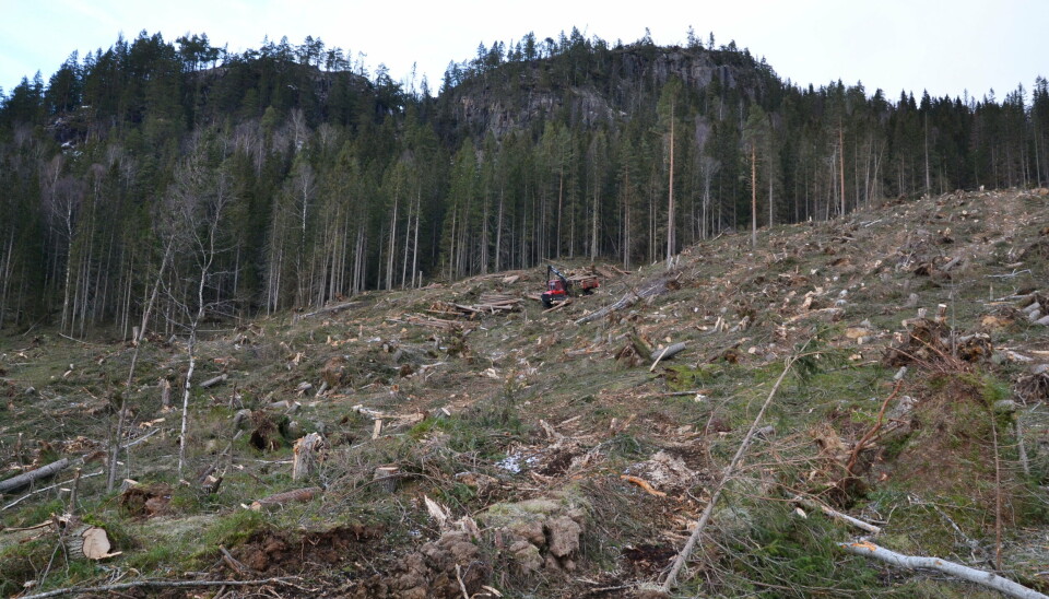 17.000 KUBIKK: Marius Onsrud og lastbæreren Komatsu 895 HD i gang med utkjøring fra et område hvor 17.000 m3 skal tas ut.