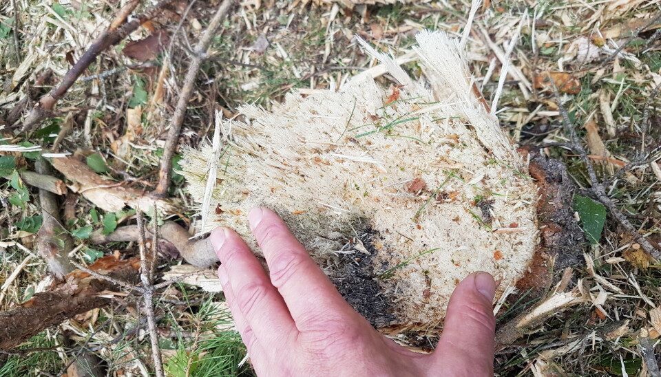 DIAMETER: Den nye krattknuseren er beregnet for stammediameter fra 10-15 cm.