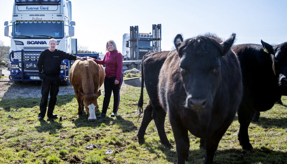 KU OG BIL: Pauline Grødem og Nikolay Vadheim driver både med storfe og lastebil i samme firma. Dermed ble det Kvarme Gard - Biff & Frakt.