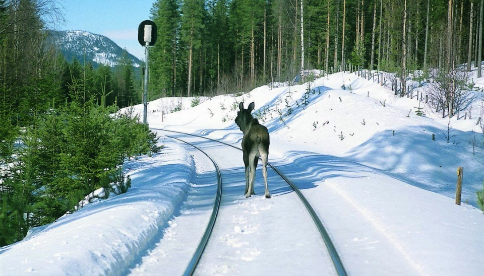 ELG, ELG: Elg i sporet, rett nord for Koppang på Rørosbanen. Foto: Anders Haakonsen