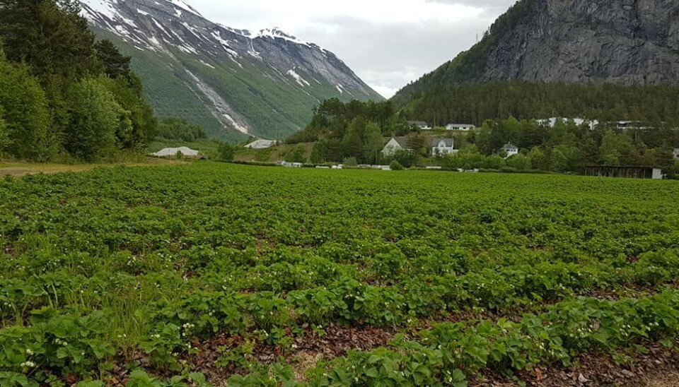 Valldal Grønt As søker medarbeidere til bærsesongen
