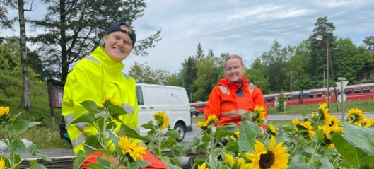 Kommunen planter 1000 solsikker for Ukraina