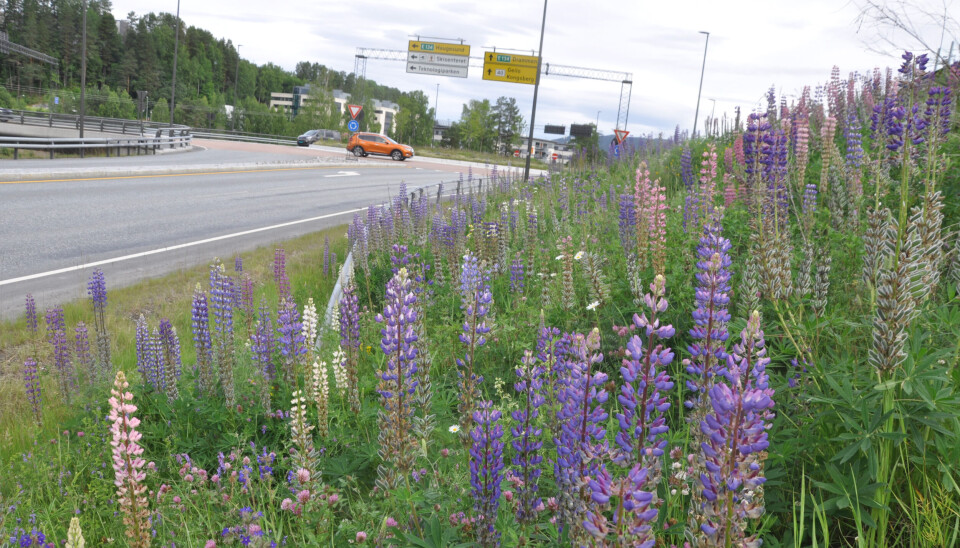 Mange synes hageblomsten Lupin er fin å se på, men planten sprer seg veldig fort og fortrenger villblomstene/mangfoldet i naturen.