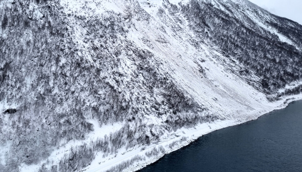 250 meter av fylkesveien langs Breisfjorden ble begravd av tunge snømasser i januar i år. Store trær knakk som fyrstikker.