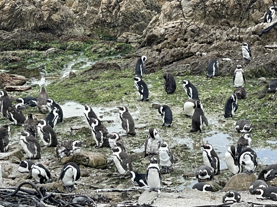 STASELIGE: Pingviner er det ikke hver dag vi opplever i den frie natur, men det var masser av disse langs veien utenfor Cape Town.