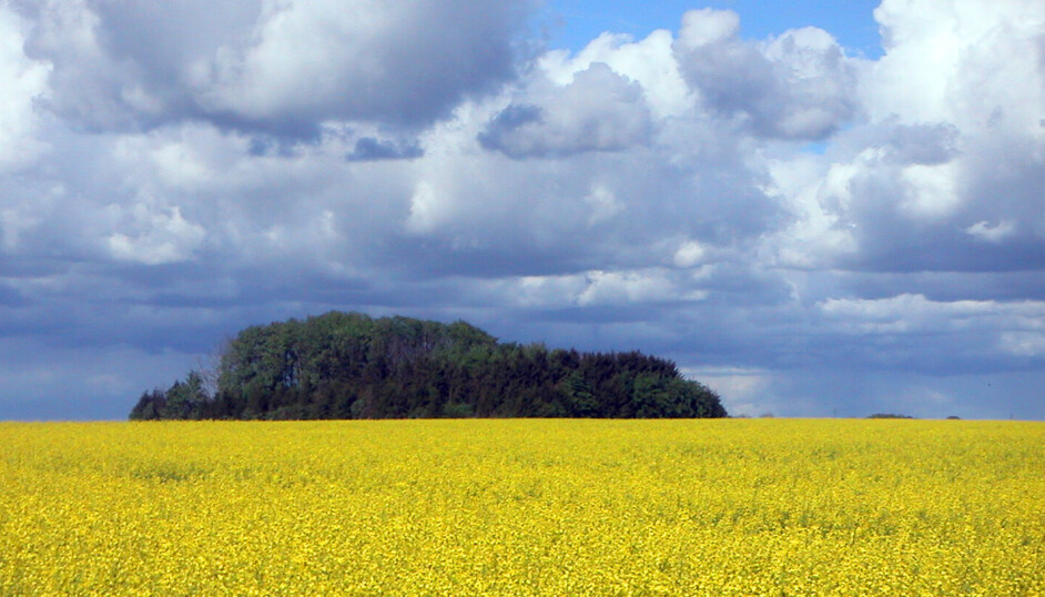 Illustrasjonsbilde av rapsåker. Raps brukes i dag i biodrivstoff Tyskland.