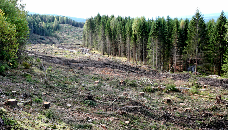 Bygging av veier er en av årsakene til avskogingen i Norge. Her fra bygging av ny E16 mellom Eggemoen (Buskerud) og Olum (Oppland) for noen år siden.