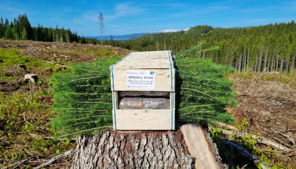 Planting, gjødsling og stell av ungskog er viktige tiltak for å øke produksjonen i norske skoger. Etter hogst er skogeier ansvarlig for å få opp ny skog, såkalt foryngelsesplikt. Undersøkelser viser at dette ikke skjer på 22 prosent av de hogde arealene.