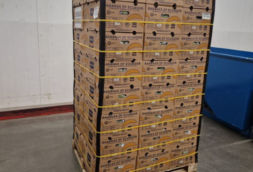Bananer fra Ecuador. Med kokain lastet sammen med bananene i eskene.
