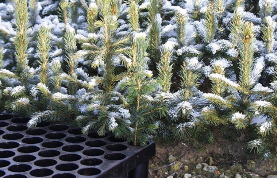 Nivået for planting er økende i Oslo og Viken. Her er unge granplanter klare for utsetting. Nå håper statsforvateren på aktivitetsøkning også for ungskogpleie.
