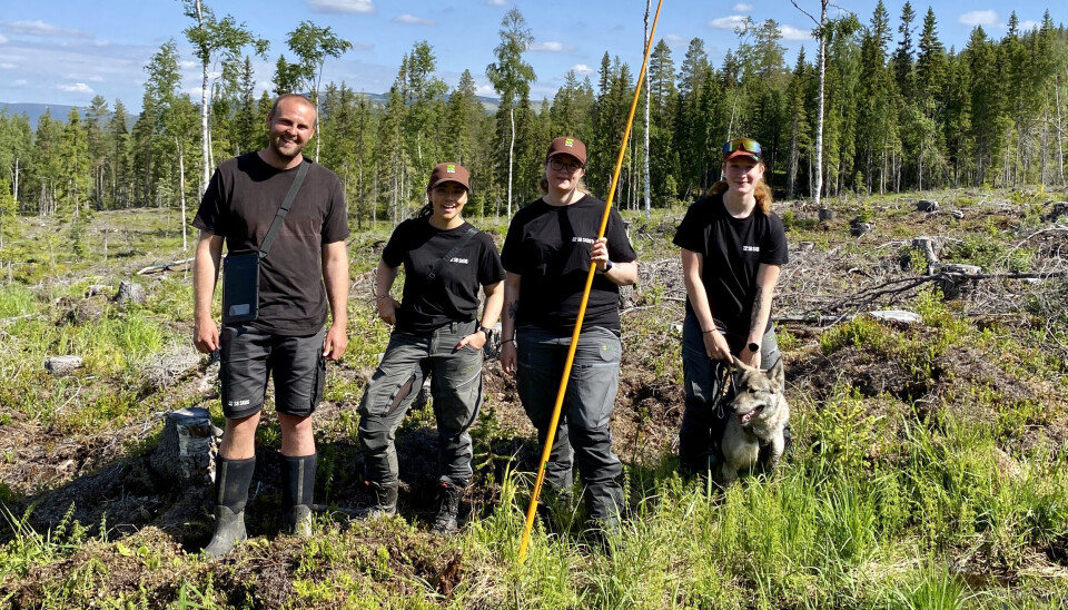 TEAM PÅ JOBB: Teamet i Ljørdalen 13. juni var fra venstre Geir Silkoset fra SB Skog, Connie Johansen fra SB Skog, og Evenstad-studentene Marita Myrene og Christina Anouk Holtslag. Marita viser tellestanga.