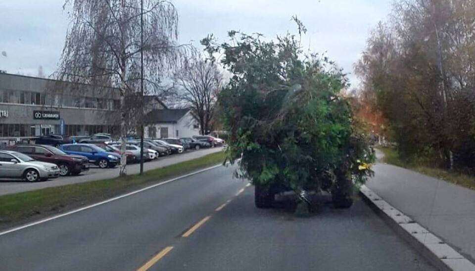 GRANBAR: Dette lasset med tømmerstokker og granbar ble stoppet av Statens vegvesen i Eidsvold kommune i Viken fylke 25. oktober.