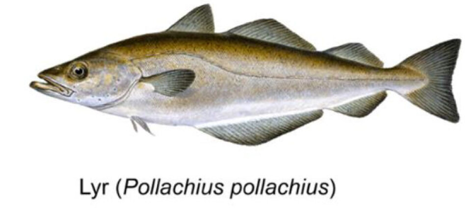 FIRE STYKK: Det ble fire lyrer på sjåføren, så middagen var sikret.