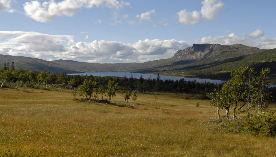 STOR DEL AV NORGE: Forbudet Miljødirektoratet foreslår vil gjelde all myr i Norge, uavhengig av torvdybde og høydelag. Dette tilsvarer omtrent 9 prosent av arealet i Norge.