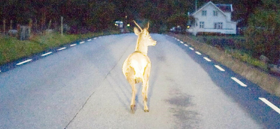 SINTEF: Det er altfor mange viltpåkjørsler i Norge. Nå skal forskere gjøre veiene tryggere for dyr og mennesker.